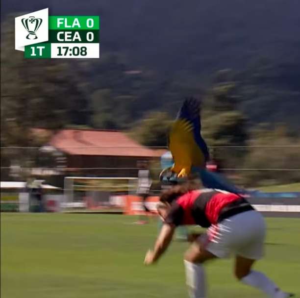 Pássaro ataca jogador do Flamengo durante partida; assista