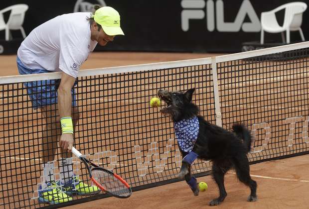 Perros abandonados son los recogepelotas en el Abierto de Tenis en Brasil