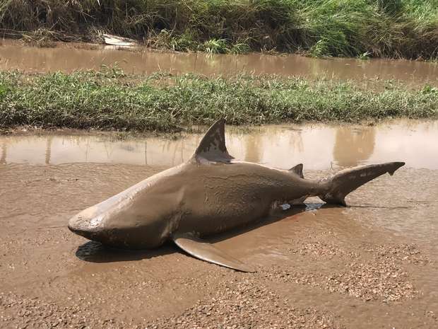 En esta imagen del 30 de marzo cortesía de la paramédico del estado de Queensland Lisa Smith, se ve un tiburón varado a causa de las inundaciones en Ayr, el noreste de Australia. Un potente ciclón que azotó la tropical costa noreste de Australia, dejó la zona repleta de árboles caídos, techos desprendidos y un desafortunado tiburón. Smith dijo que evaluaba el nivel de la inundación el jueves en Isla Rita, una comunidad costera cercana a Ayr, que fue azotada por el Ciclón Debbie. Cuando llegó a la orilla de una inundación que disminuía, vio algo inusual en tierra: un tiburón toro.