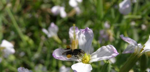 Abelhas geram renda extra e elevam produtividade agrícola