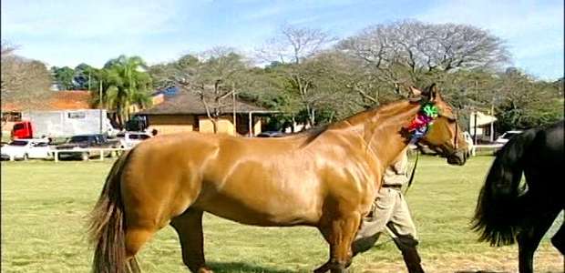 Estados têm diferentes regras para transporte de equinos