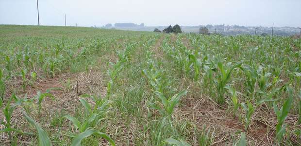 Plantas daninhas avançam com uso incorreto de herbicidas