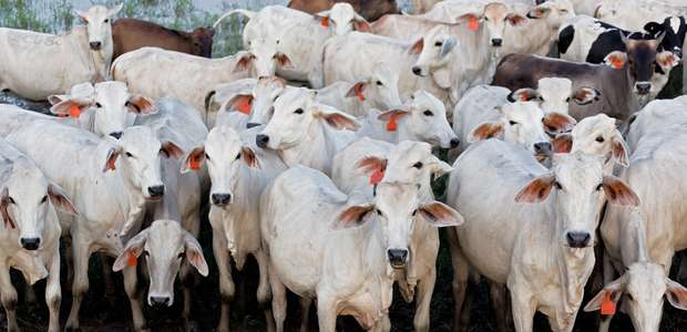 Manejo racional do gado aumenta rendimento da carne