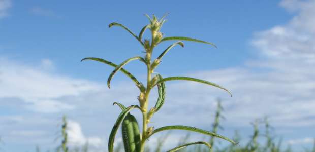 Gergelim orgânico é opção de cultivo rentável no semiárido