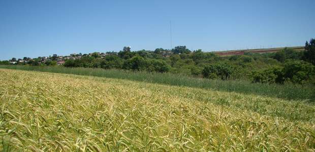 Nova cultivar de cevada pode ampliar produtividade em 10%