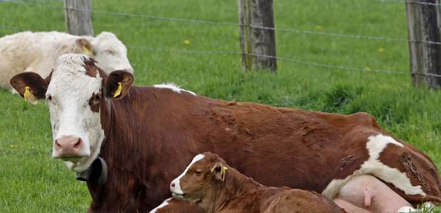 Alimentação adequada do bezerro antecipa ciclo produtivo