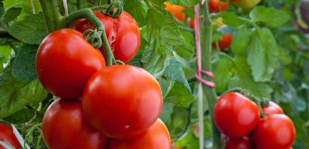 Com alta de preços, renda bruta do produtor atinge recorde