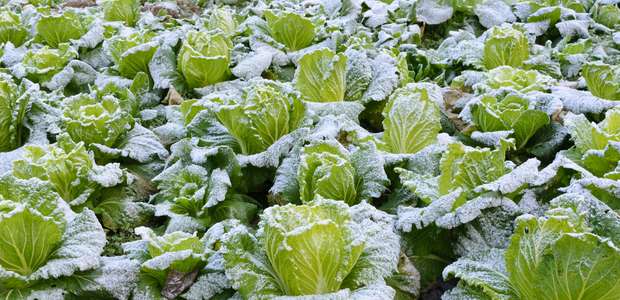 Técnicas auxiliam produtor a cultivar em baixas temperaturas