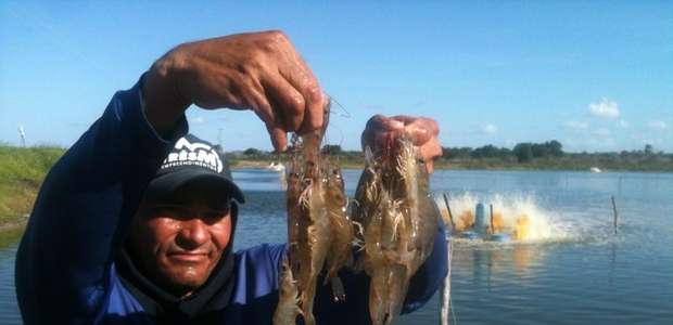 Contra importações, produtores de camarão querem incentivos