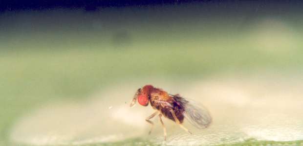 Controle biológico traz reconhecimento mundial a brasileiros