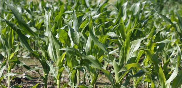 Nova cultivar de milho tem maior teor de vitamina A