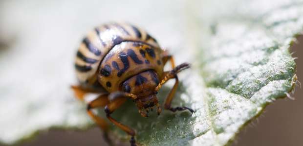 Softwares gratuitos ajudam produtor na gestão do agronegócio