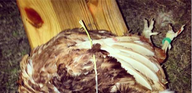 Chef Alex Atala mata galinha no palco de simpósio em ...