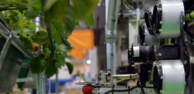 Japão cria robô que escolhe apenas morangos maduros