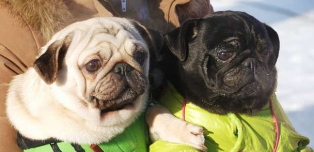 Exportações no segmento pet devem chegar a US$ 226 milhões