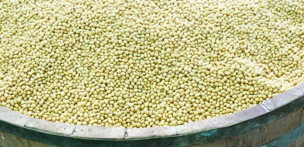 Modelo exportador de soja faz PIB nacional subir