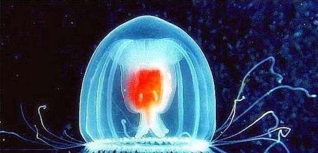 Existe algum animal imortal? Conheça os seres mais longevos