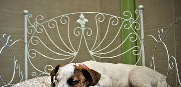 Você Sabia? Com o que sonham os animais?