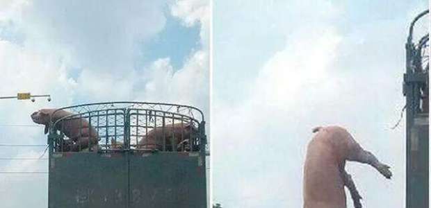 The Voice gera decepção e memes: "aceita que dói menos"