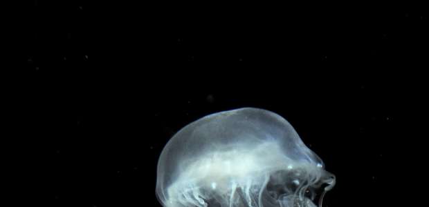 Aranha? Escorpião? Uma água-viva pode te matar mais rápido