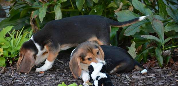Nace la primera camada de perros por fecundación in vitro