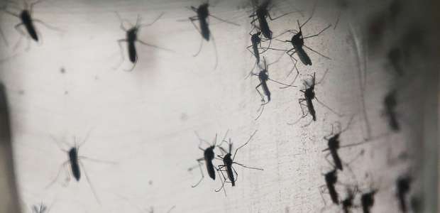 OMS diz que zika se difunde de "maneira explosiva"