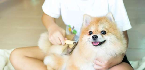 Tem pets no apartamento? Saiba como limpar os ambientes