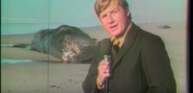 A explosão da baleia: a curiosa história por trás de um ...