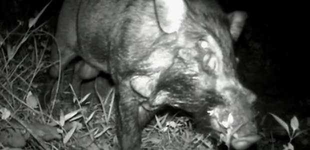 Cientistas registram pela 1ª vez imagens de 'porco mais ...