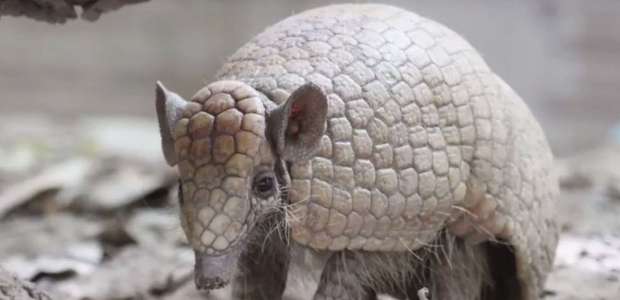 Cientistas correm contra o tempo para estudar animal ...