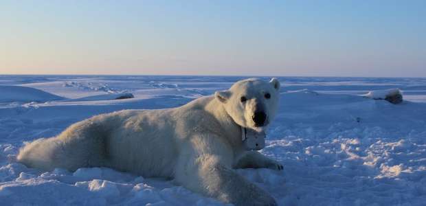 Câmera em coleira mostra luta de ursos polares para ...
