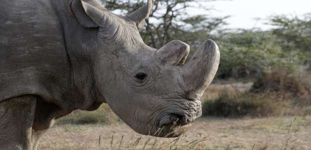 Morre último rinoceronte-branco do norte macho do mundo