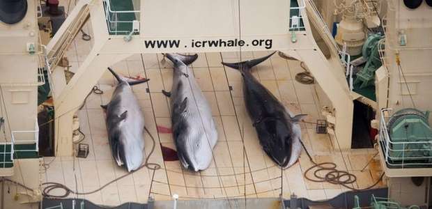 Caçadores japoneses matam 122 baleias grávidas em ...