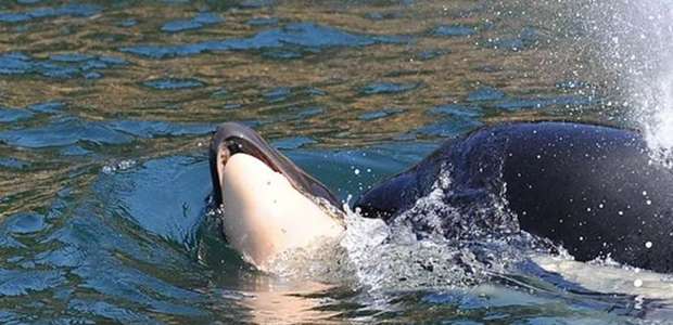 O surpreendente caso da orca que carregou o filhote ...
