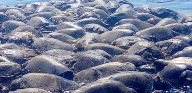 Mais de 300 tartarugas morrem em redes de pesca ilegal ...