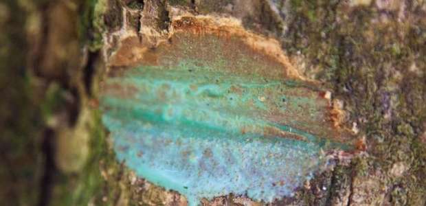 A planta que 'sangra' metal e pode ajudar a limpar solos ...