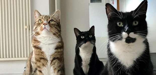 Por que os gatos ronronam?