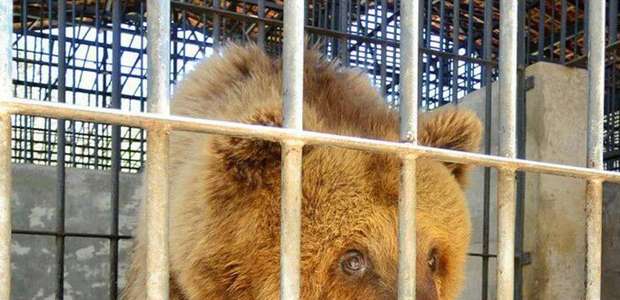 'Ursa mais triste do mundo' deixa Piauí e viaja para SP
