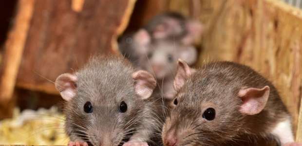 Gatos não são eficientes no controle de ratos, diz estudo