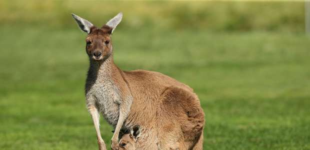 Canguru foge e policiais usam drones para capturá-lo