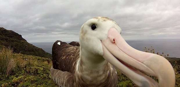 O rato gigante que ameaça de extinção espécie de albatroz