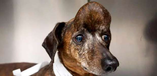 Crânio impresso em 3D salva a vida de cachorro