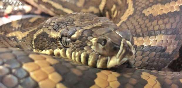 Cobra encontrada com 511 carrapatos passa por tratamento ...