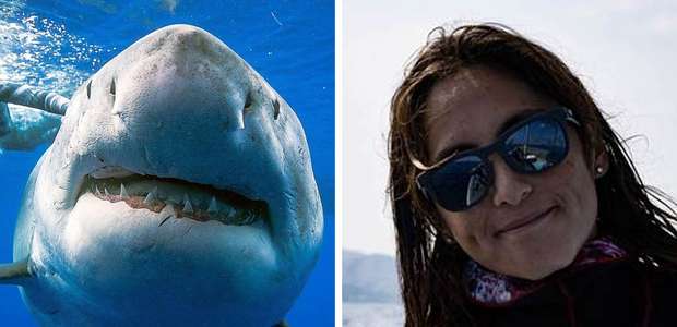Mergulhadores nadam com o maior tubarão-branco já registrado