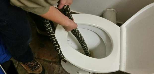 Mulher é picada por cobra ao usar vaso sanitário na ...