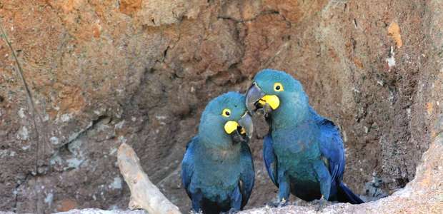 Arara-azul-de-lear tem filhotes em unidade do zoo de São ...