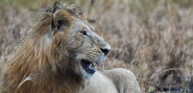 Caçador pisoteado por elefante é comido por leões na ...