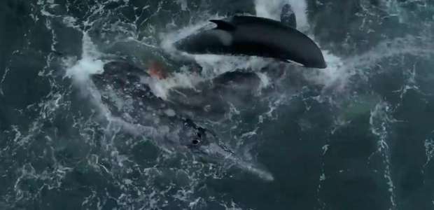 Vídeo: orcas perseguem e matam filhote de baleia-cinzenta