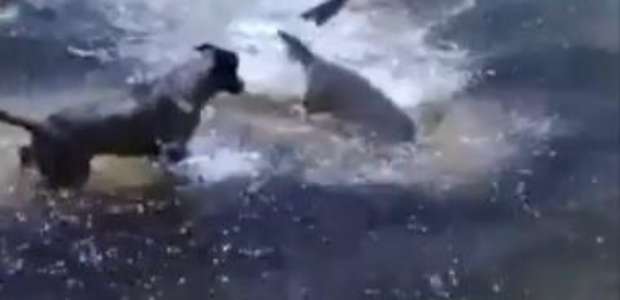 Cachorros atacam tubarões em praia na Austrália; veja