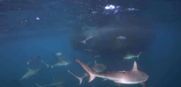 Vídeo impressionante mostra tubarões atacando cardume de ...